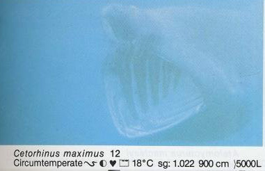 Cetorhinus maximus